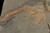 Ordovician Brittle Star & Carpoid Fossil Association - Morocco #80319-1